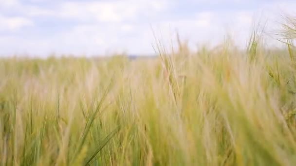 Roggen Stacheln Auf Einem Feld Sommer — Stockvideo