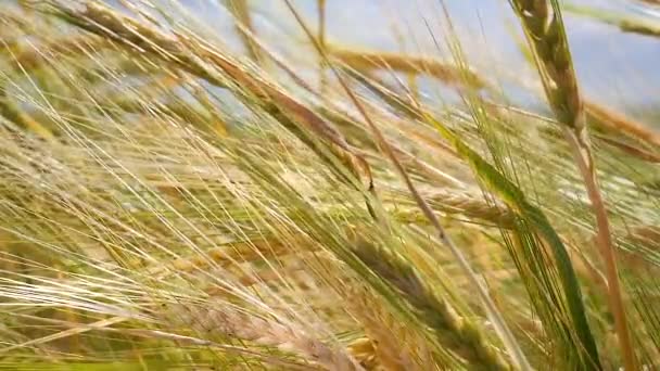 Roggen Stacheln Auf Einem Feld Sommer — Stockvideo