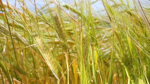 夏の野原でライ麦の小冊子 — ストック動画