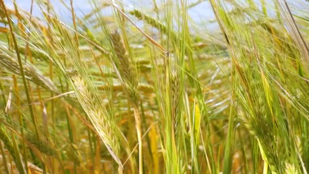 Rye Spikelets Field Summer — Stock Video