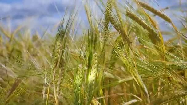 Σπικάκια Σίκαλη Ένα Χωράφι Καλοκαίρι — Αρχείο Βίντεο