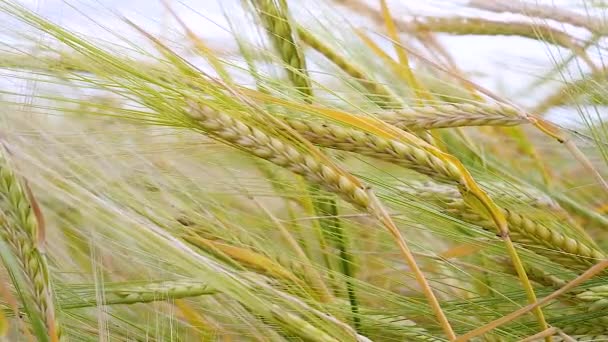 Roggen Stacheln Auf Einem Feld Sommer — Stockvideo