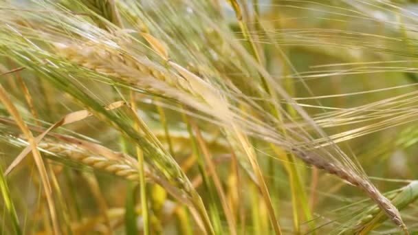 Rye Spikelets Field Summer — Stock Video