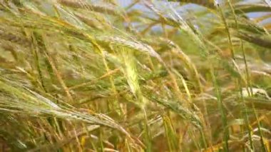 Yaz aylarında bir alanda çavdar sivri