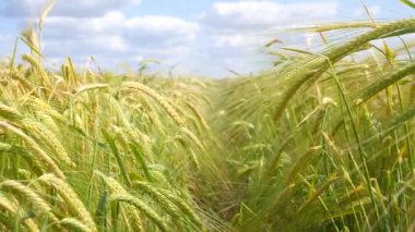 Yaz aylarında bir alanda çavdar sivri