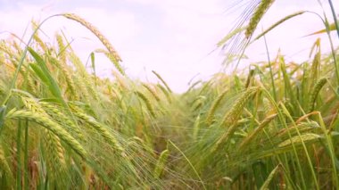 Yaz aylarında bir alanda çavdar sivri