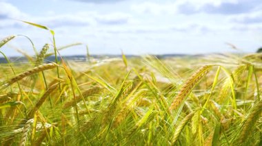 Yaz aylarında bir alanda çavdar sivri