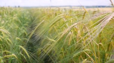 Yaz aylarında bir alanda çavdar sivri