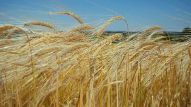 Yaz aylarında bir alanda çavdar sivri