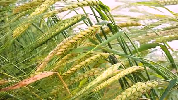 夏天田里的麦穗 — 图库视频影像