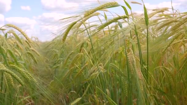 Rogge Spikeletten Een Veld Zomer — Stockvideo