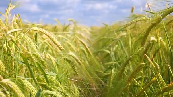 Roggen Stacheln Auf Einem Feld Sommer — Stockvideo