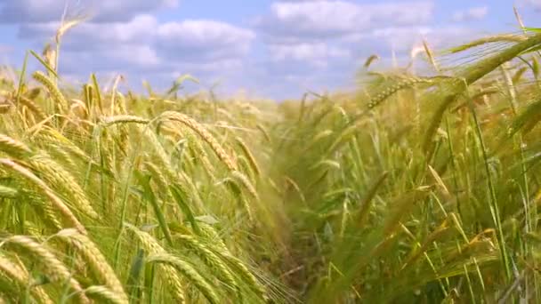 Rozs Spikelets Egy Területen Nyáron — Stock videók