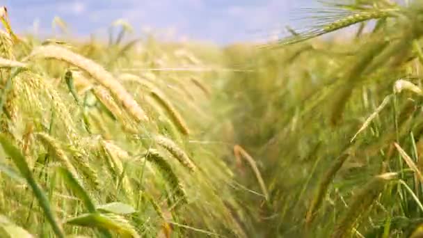 Rogge Spikeletten Een Veld Zomer — Stockvideo