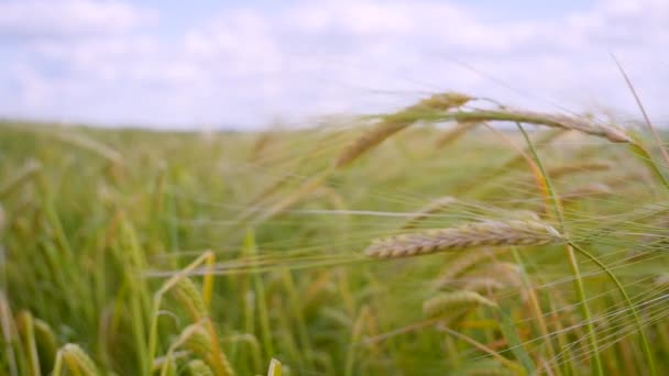 Las Espiguillas Centeno Campo Verano — Vídeos de Stock