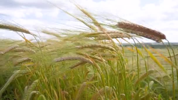 Roggen Stacheln Auf Einem Feld Sommer — Stockvideo