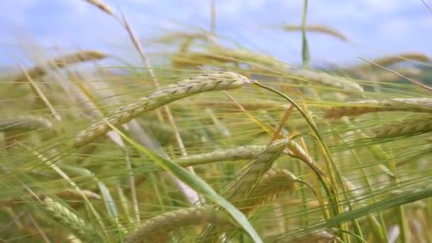 Rye Spikelets Field Summer — Stock Video