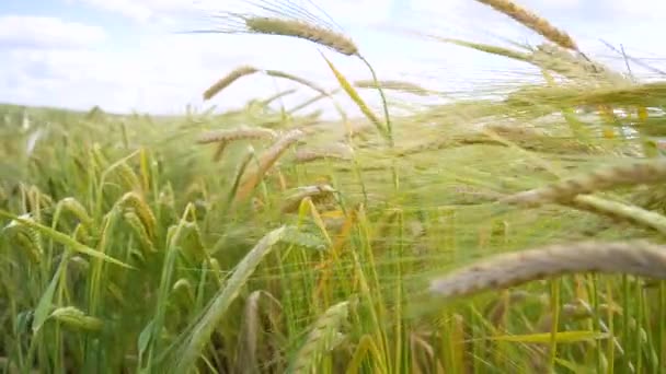 Rogge Spikeletten Een Veld Zomer — Stockvideo