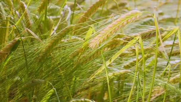 Las Espiguillas Centeno Campo Verano — Vídeos de Stock