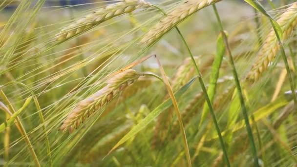 Las Espiguillas Centeno Campo Verano — Vídeos de Stock