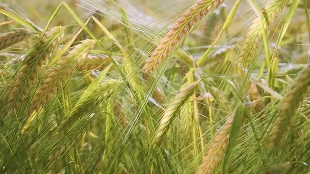 Espiguetas Centeio Campo Verão — Vídeo de Stock