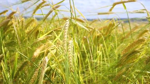 Rågspikelets Ett Fält Sommaren — Stockvideo