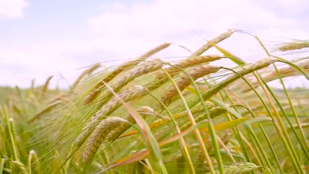 夏天田里的麦穗 — 图库视频影像