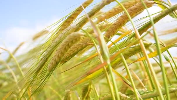 Roggen Stacheln Auf Einem Feld Sommer — Stockvideo