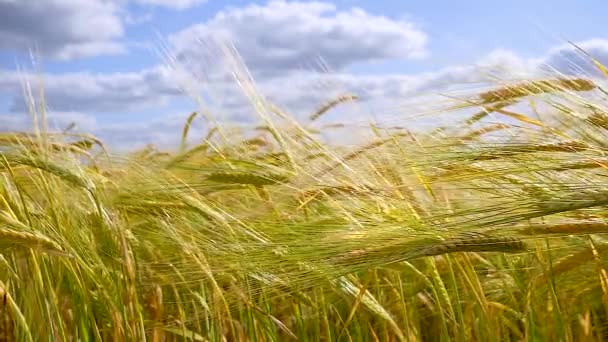 Rozs Spikelets Egy Területen Nyáron — Stock videók