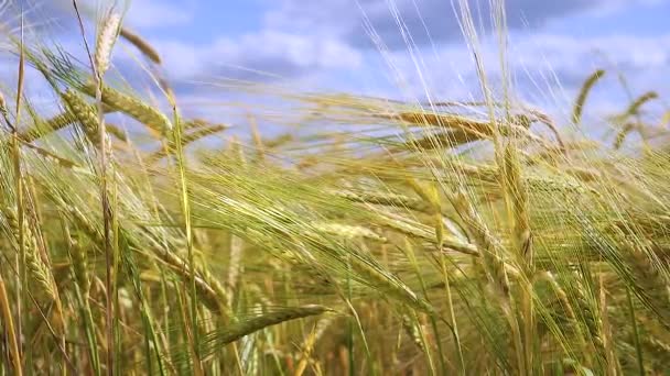 Rogge Spikeletten Een Veld Zomer — Stockvideo