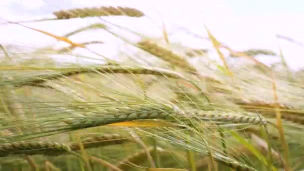 Épillets de seigle dans un champ en été 