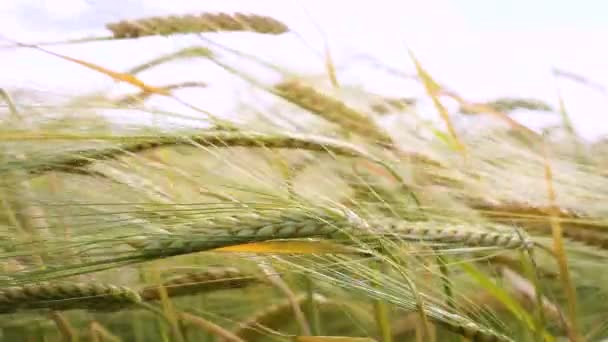 夏天田里的麦穗 — 图库视频影像