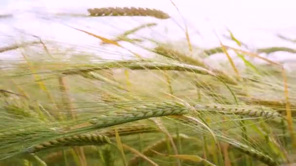 Las Espiguillas Centeno Campo Verano — Vídeos de Stock