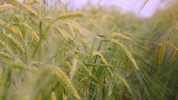 Rogge Spikeletten Een Veld Zomer — Stockvideo