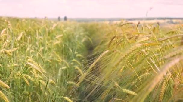 Żyto Spikelets Polu Lecie — Wideo stockowe