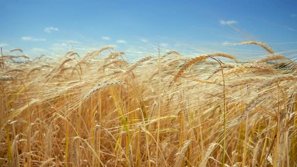 Rogge Spikeletten Een Veld Zomer — Stockvideo