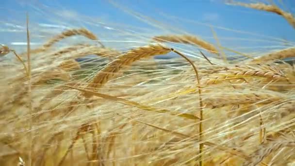 Las Espiguillas Centeno Campo Verano — Vídeos de Stock