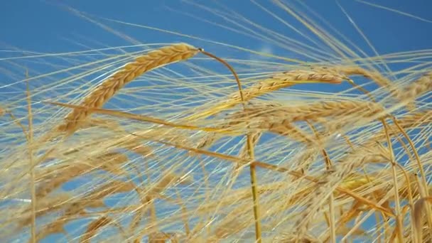 Rogge Spikeletten Een Veld Zomer — Stockvideo