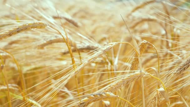 Roggen Stacheln Auf Einem Feld Sommer — Stockvideo