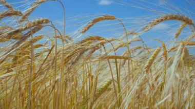 Yaz aylarında bir alanda çavdar sivri