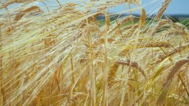 Yaz aylarında bir alanda çavdar sivri