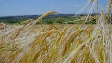 Yaz aylarında bir alanda çavdar sivri