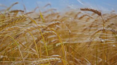 Yaz aylarında bir alanda çavdar sivri