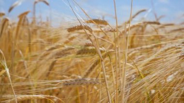 Yaz aylarında bir alanda çavdar sivri