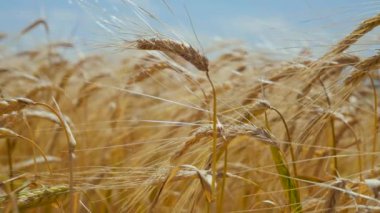 Yaz aylarında bir alanda çavdar sivri