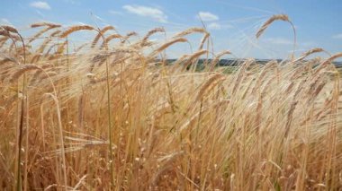 Yaz aylarında bir alanda çavdar sivri