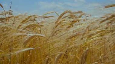 Yaz aylarında bir alanda çavdar sivri