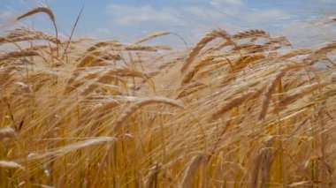 Yaz aylarında bir alanda çavdar sivri
