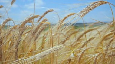 Yaz aylarında bir alanda çavdar sivri