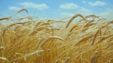 Yaz aylarında bir alanda çavdar sivri